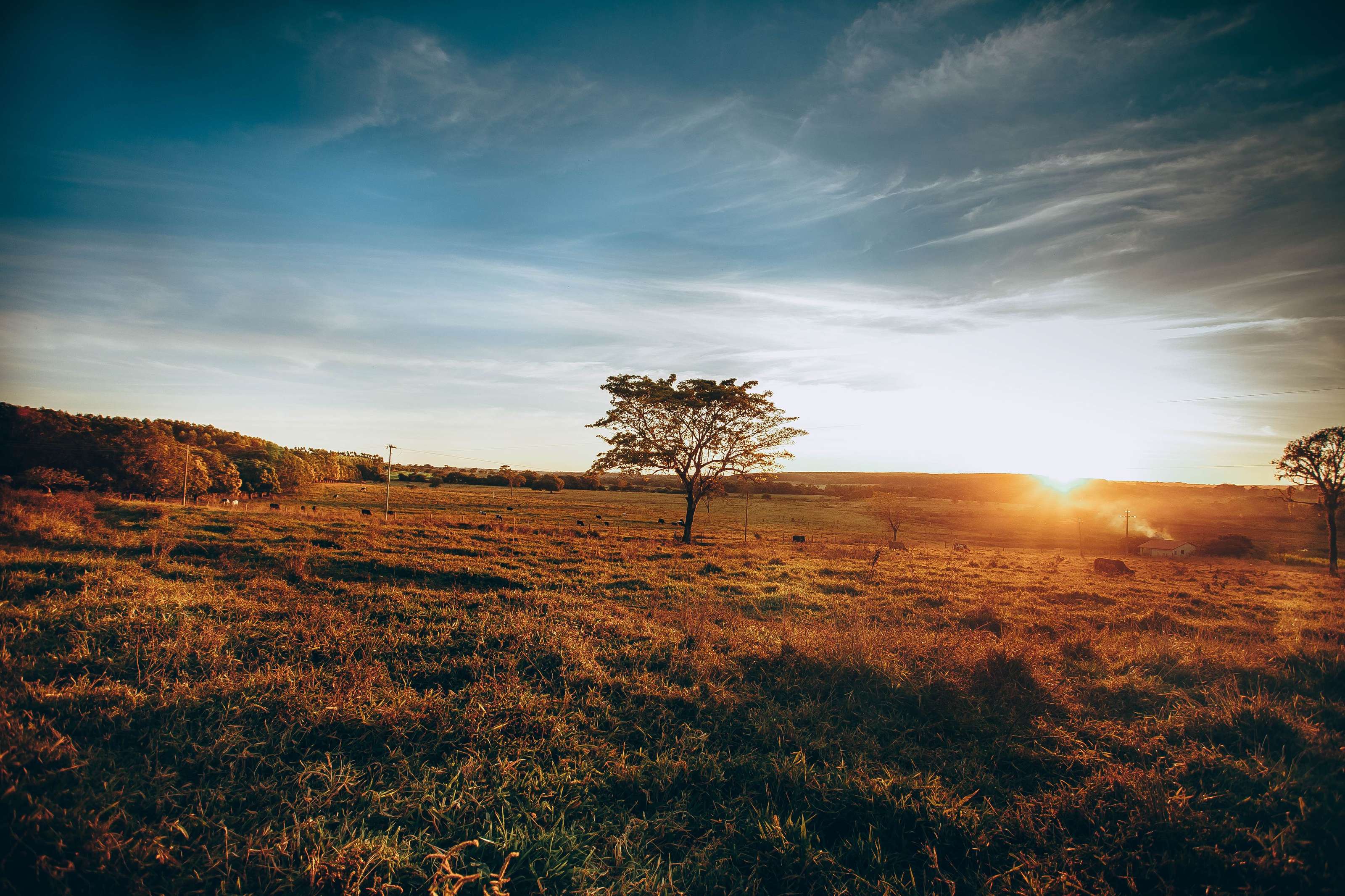 Open rural countryside plot with a rough track leading toward a tree line and a distant, sun-facing building site