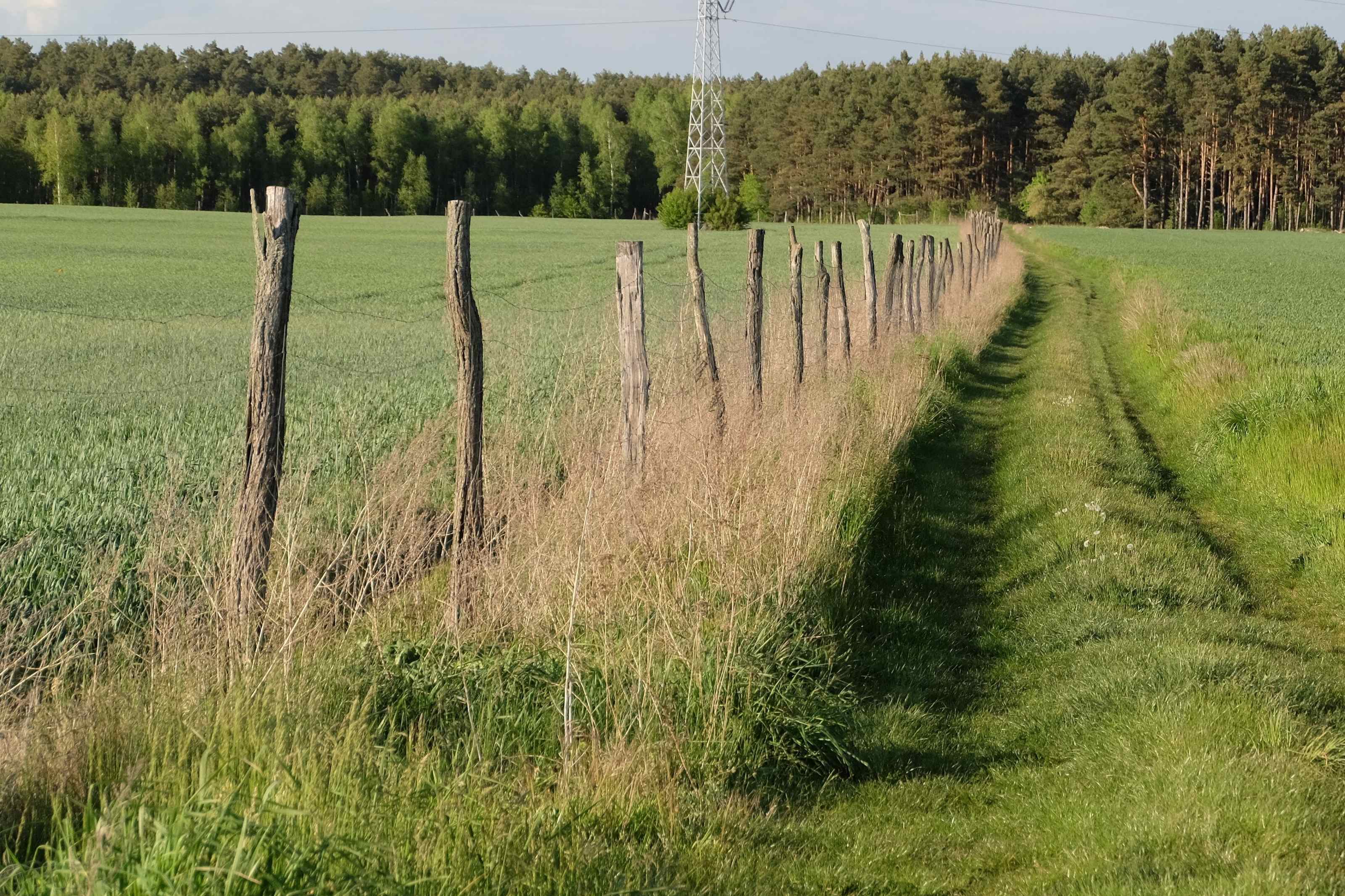A hand-lettered Land For Sale sign staked on an empty rural off-grid parcel